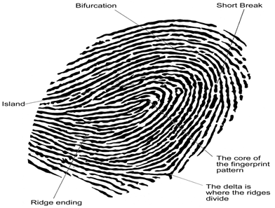 指紋の識別